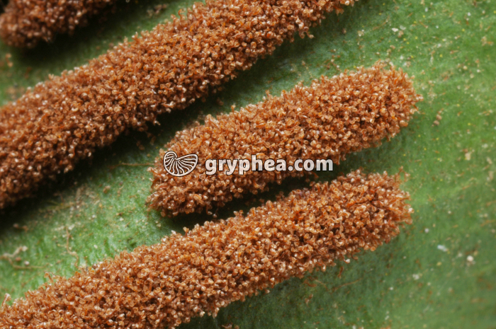 Sore Polypodiacée - gryphea.com